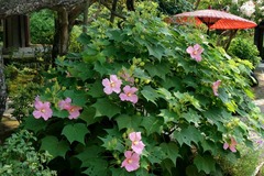 100815��¢���ե襦