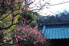 150211常立寺ウメ