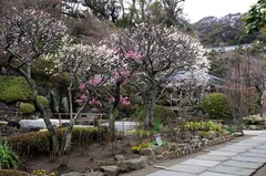 120307長谷寺ウメ