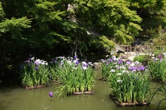 110625長谷寺ハナショウブ