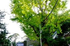 141026°Â¹ñÏÀ»û¥¤¥Á¥ç¥¦