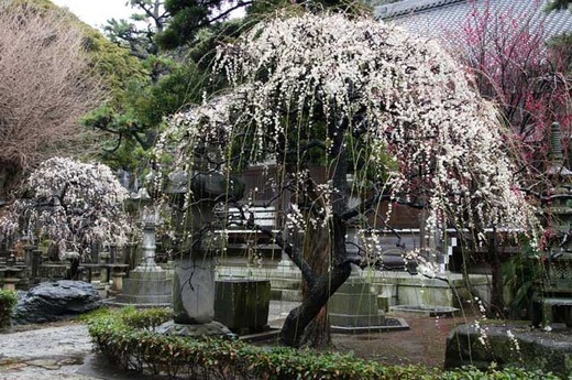 120310常立寺シダレザクラ