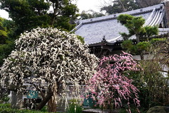 200215¾ïΩ»û¥·¥À¥ì¥¦¥á1