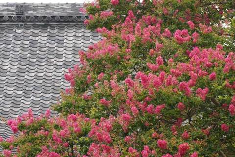 090812�ܶ������륹�٥�