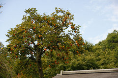 081029���һ�����