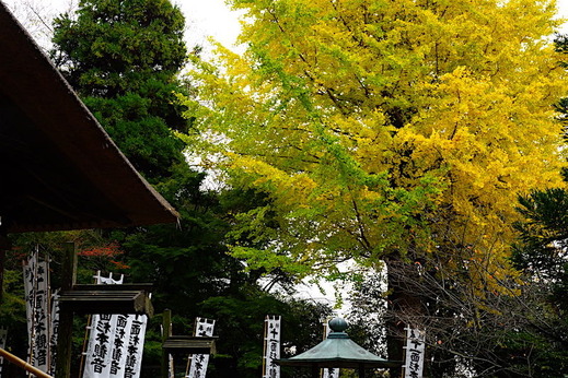 161128���ܻ�����1