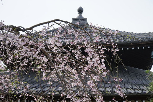 190322�ܳл������쥶����1