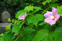 130825��̯���ե襦