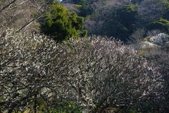 140316¿ðÀô»û¥¦¥á