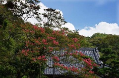 120803円久寺サルスベリ