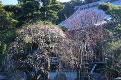 150211常立寺シダレウメ