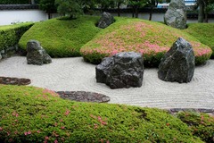 110524光明寺サツキ1