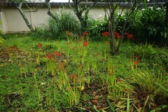 100925�Ѿ����ҥ���Х�