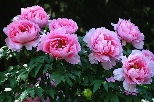 150426��Ĺ���ܥ���3