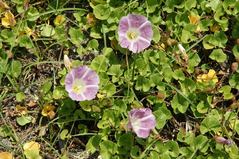 0905010��Τ���ͥϥޥҥ륬��