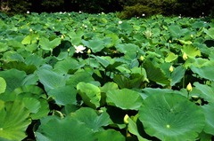 120726��ʿ�ӥϥ�2