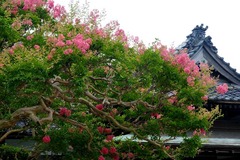 130731�ܳл����륹�٥�