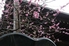110212安国論寺ウメ