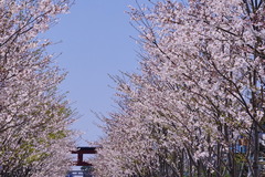 190404Ãʳ륵¥¯¥é1