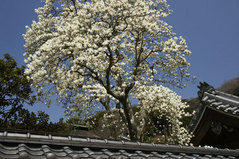 080326�߳л��ϥ��⥯���