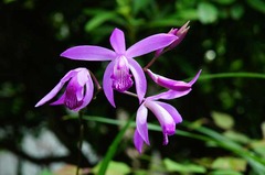 120521光則寺シラン