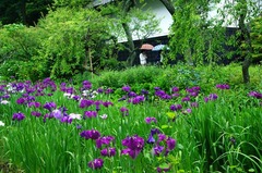 120612Åì·Ä»û¥Ï¥Ê¥·¥ç¥¦¥Ö