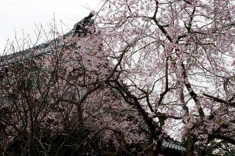 100327�ܳл������쥶����