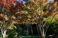 151116��¢������