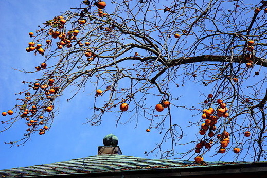 181117Ĺ��������