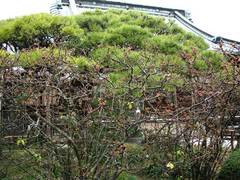 090308���ʻ��ܥ�