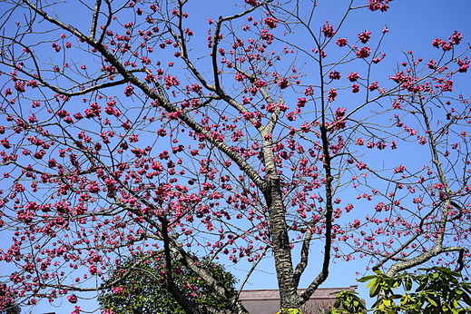 190312光照寺カンヒザクラ
