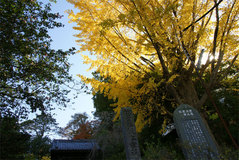 081119�¹����������祦����