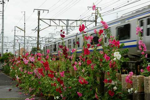 100619���ܲ��������������