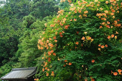 110709̯�ܻ��Υ����󥫥���