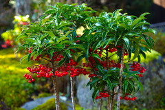 160107��¢���ޥ��祦