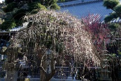 110126¾ïΩ»û¥·¥À¥ì¥¦¥á