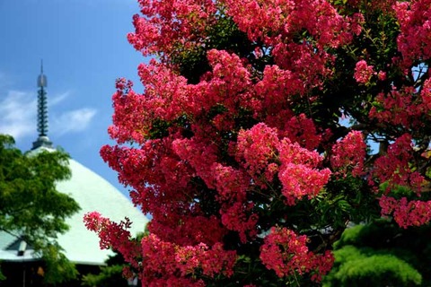 100728�ܳл����륹�٥�1