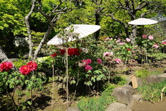 160418Ĺë���ܥ���2