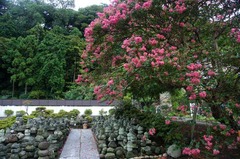 110821来迎寺サルスベリ