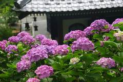 100620Ĺë����������1