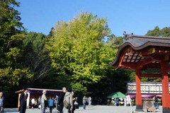 131117八幡宮黄葉