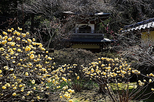 190312浄智寺ミツマタ1