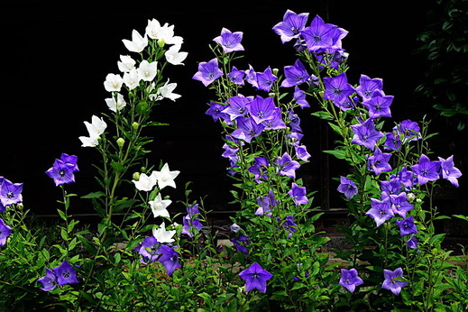 190718��¢�������祦