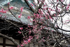 110220宝戒寺ウメ2
