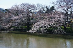120405源平池サクラ