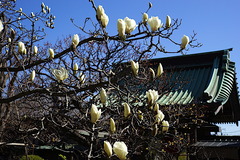 170308Ĺë»û¥Ï¥¯¥â¥¯¥ì¥ó