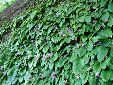 090526��Ĺ�����勵�Х�