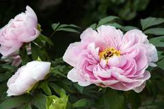 090412��Ĺ���ܥ���