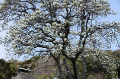 120403±ß³Ð»û¥Ï¥¯¥â¥¯¥ì¥ó