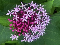 230723�繪�����ޥ��Υ�����